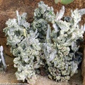 Euphorbia lactea f  cristata variegata