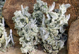 Euphorbia lactea f  cristata variegata