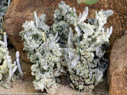 Euphorbia lactea f  cristata variegata