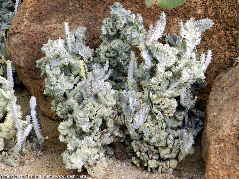 Euphorbia_lactea_f__cristata_variegata.jpg