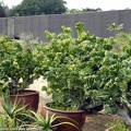 Euphorbia lactea f cristata
