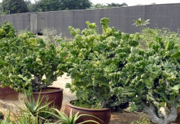 Euphorbia lactea f cristata