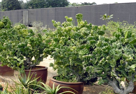 Euphorbia lactea f cristata (2014 відвідувань) Euphorbia lactea f cristata