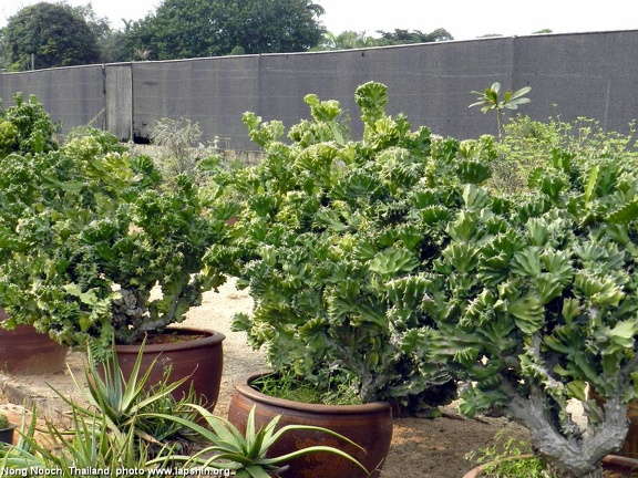 Euphorbia lactea f cristata