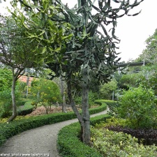 Euphorbia sp