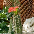 Euphorbia viguieri