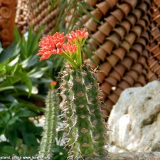 Euphorbia viguieri