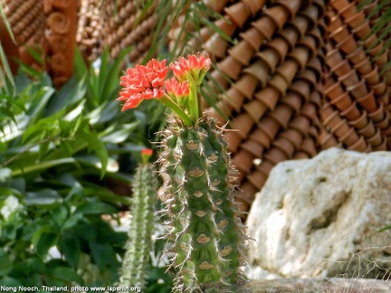 Euphorbia viguieri