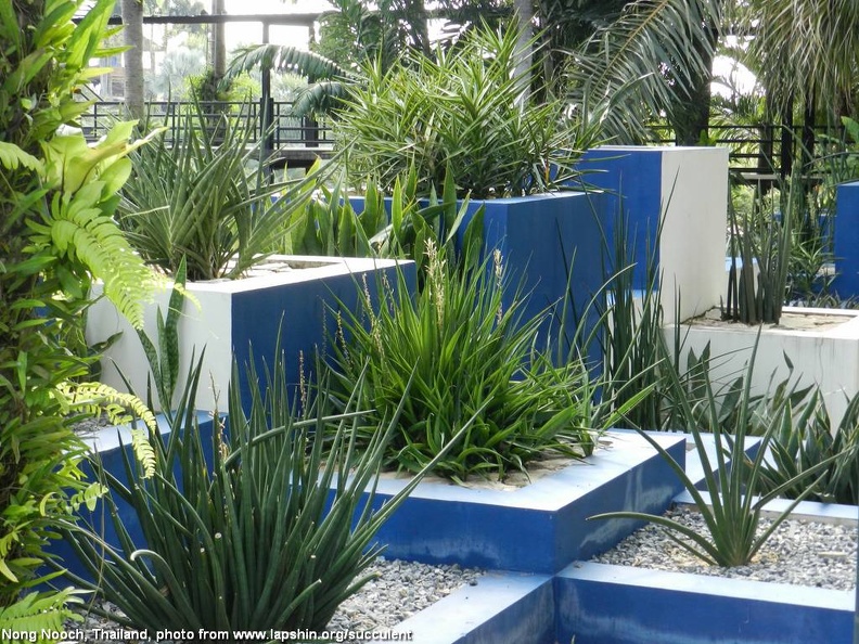 Sansevieria-View.jpg