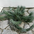 Sansevieria francisii