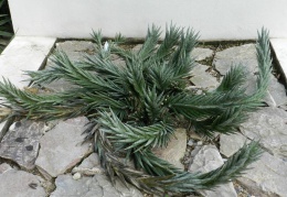 Sansevieria francisii