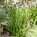Sansevieria sulcata