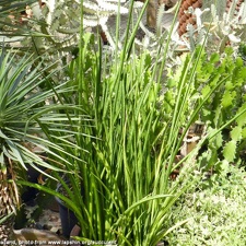 Sansevieria sulcata