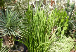 Sansevieria sulcata