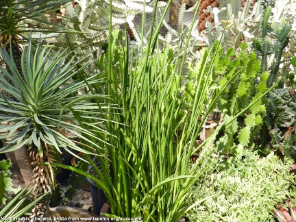 Sansevieria sulcata