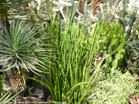 Sansevieria sulcata