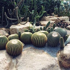Ботанический сад &quot;Nong Nooch&quot;