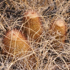 080