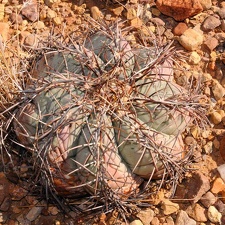 086