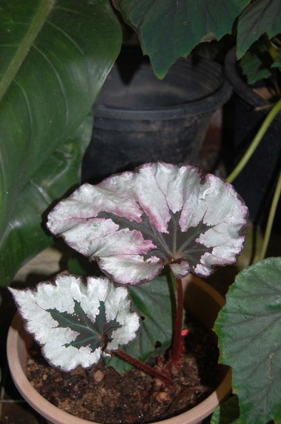 DSC_5727.JPG