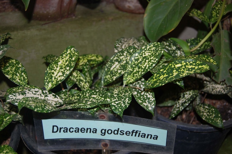 DSC_5728.JPG