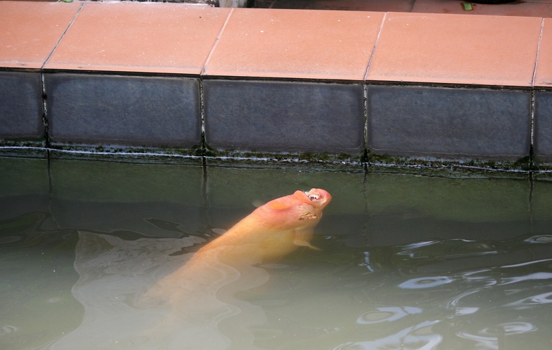 IMG_3548.JPG