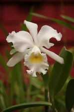 Ботсад в Перадении (Шри-Ланка)