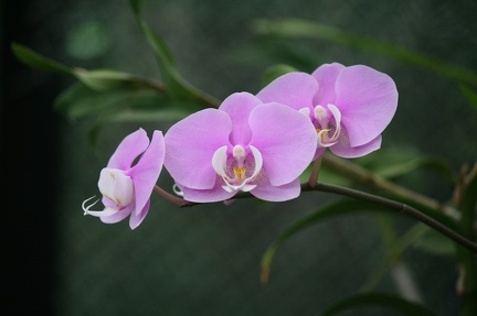 Ботсад в Перадении (Шри-Ланка)