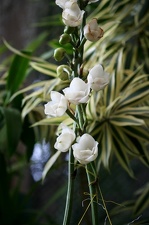 Ботсад в Перадении (Шри-Ланка)