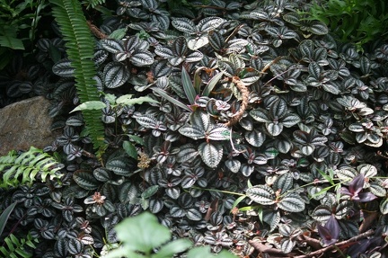 Ботсад в Перадении (Шри-Ланка)