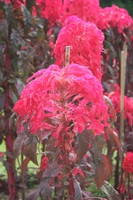 Ботсад в Перадении (Шри-Ланка)