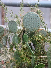 Полтавский ботанический сад