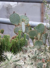 Полтавский ботанический сад