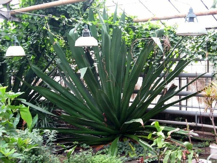 Полтавский ботанический сад