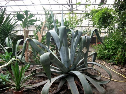 Полтавский ботанический сад