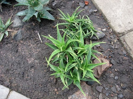 Полтавский ботанический сад