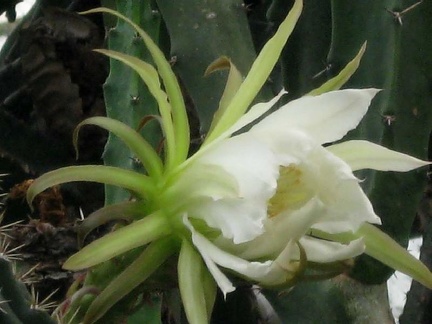 Полтавский ботанический сад