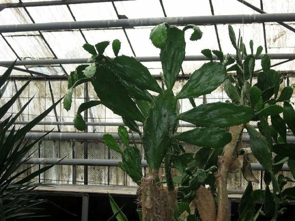 Полтавский ботанический сад