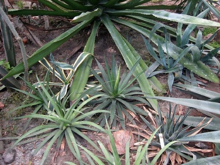 Полтавский ботанический сад