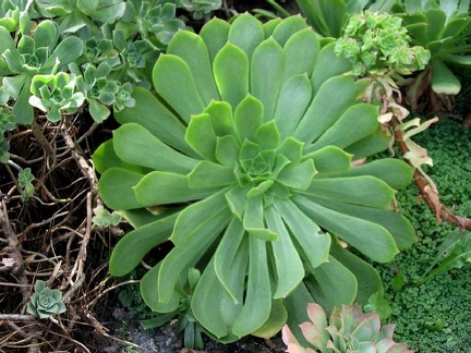 Полтавский ботанический сад