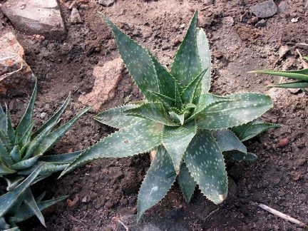 Полтавский ботанический сад