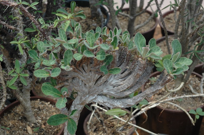 DSC_3491.jpg