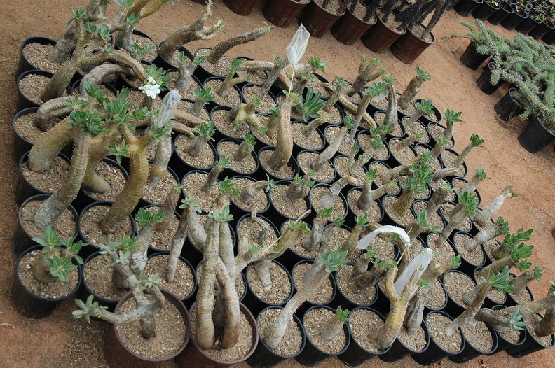 DSC_3495.jpg