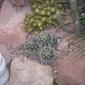 ferocactus_flavovirens.jpg