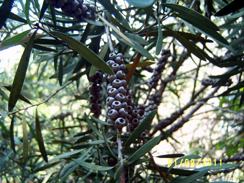 SV502605.JPG
