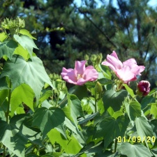 Сухумский ботанический сад  (Абхазия) 2009,2011