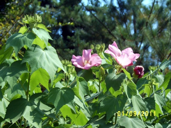Сухумский ботанический сад  (Абхазия) 2009,2011