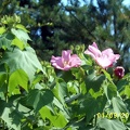 SV502617.JPG