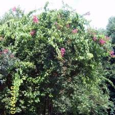 Сухумский ботанический сад  (Абхазия) 2009,2011