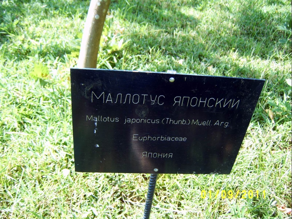 Сухумский ботанический сад  (Абхазия) 2009,2011
